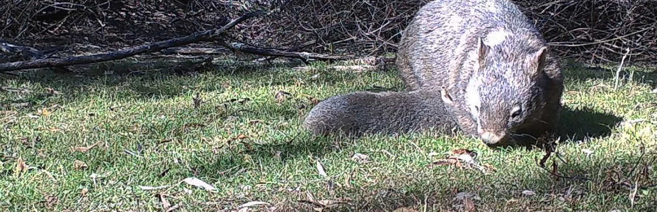 A mother wombat and her baby grazing on the grass.